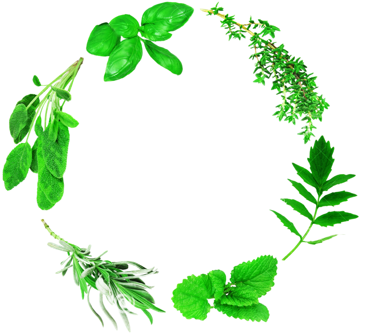 Herbs Leaf Free Clipart HQ Transparent PNG Image