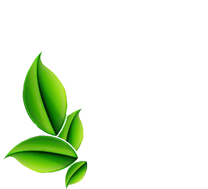 Herbs Leaf Free Clipart HQ Transparent PNG Image