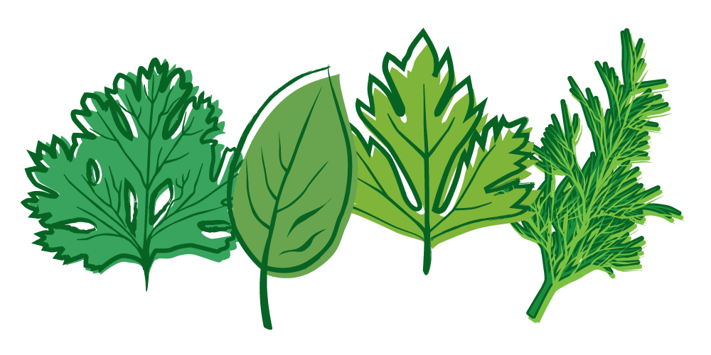 Herbs Picture Transparent PNG Image