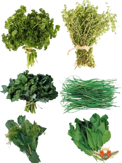 Herbs Photos Transparent PNG Image