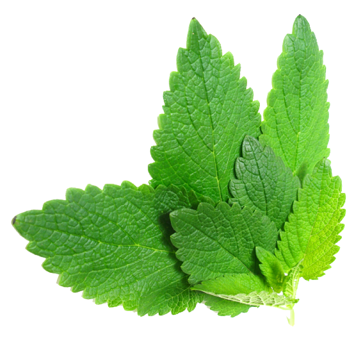 Herbs File Transparent PNG Image