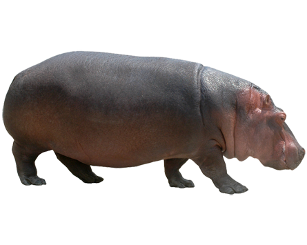 Hippopotamus Free Png Image Transparent PNG Image