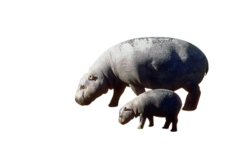 Hippo Grey PNG Free Photo Transparent PNG Image