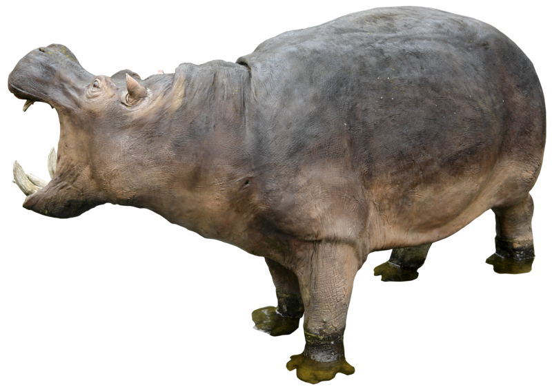 Hippo Grey Photos Free Download Image Transparent PNG Image