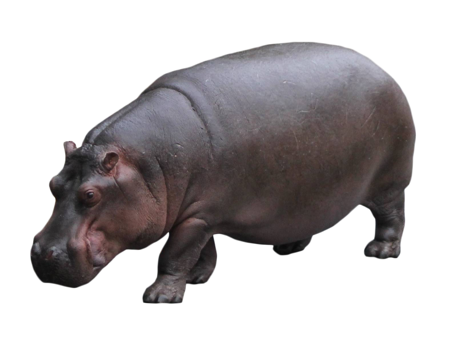 Hippo Photos Free HD Image Transparent PNG Image