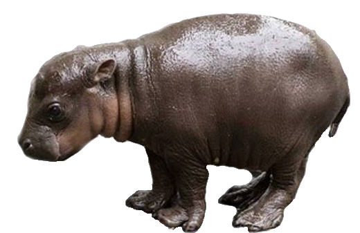 Hippo Download Free Image Transparent PNG Image