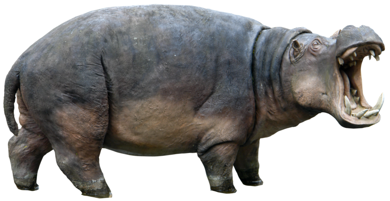 Hippo PNG Download Free Transparent PNG Image