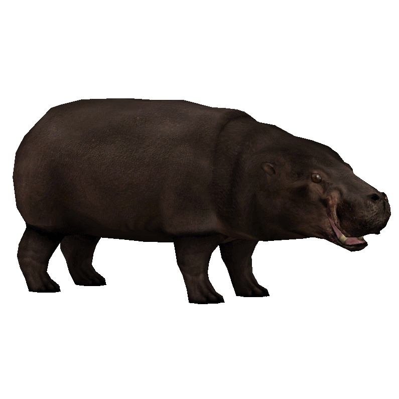 Hippo Free HD Image Transparent PNG Image