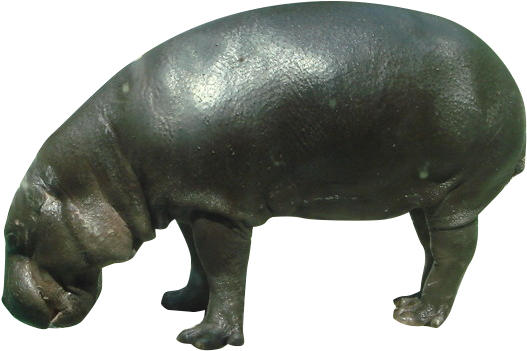 Wild Hippo PNG Image High Quality Transparent PNG Image