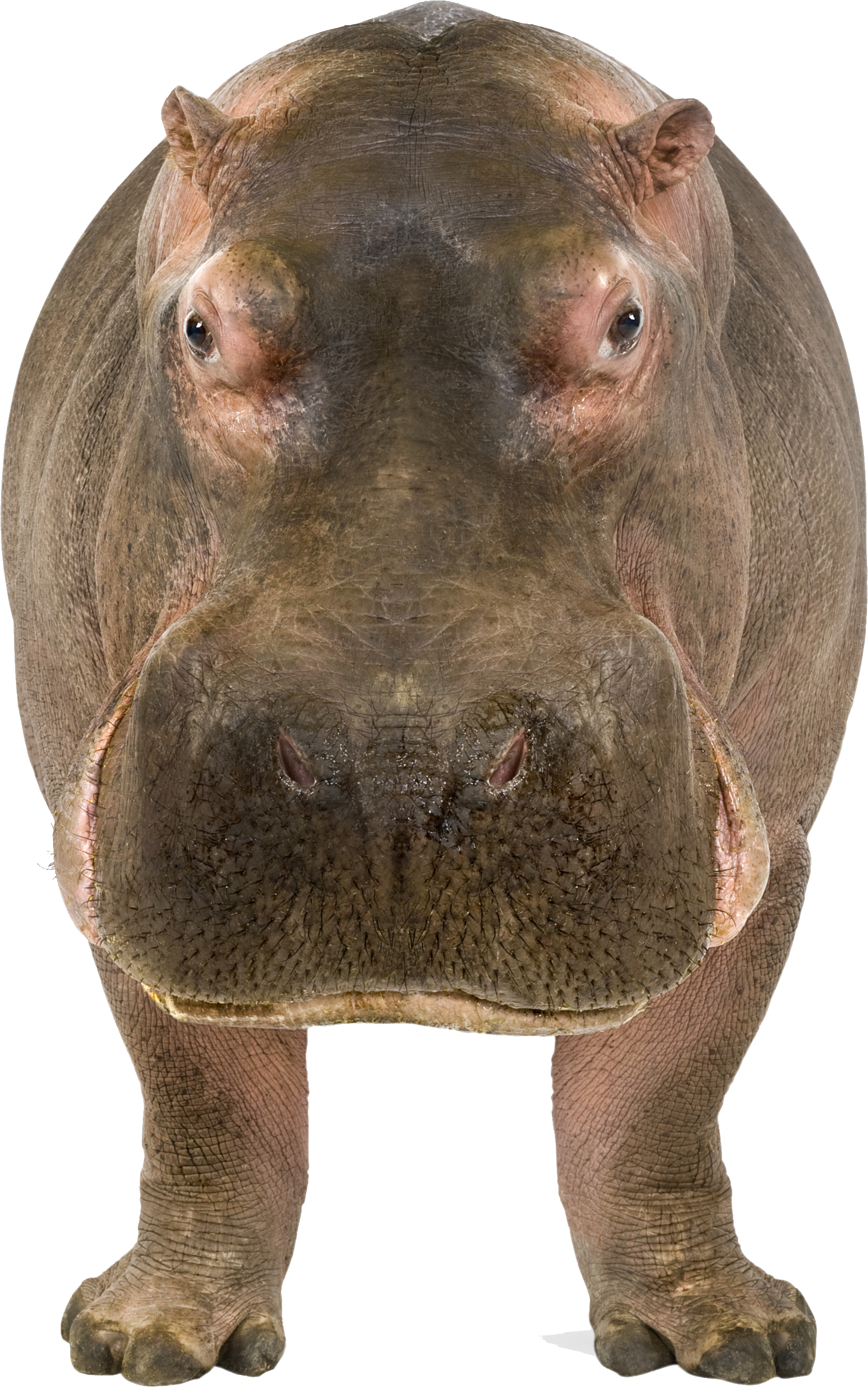 Wild Hippo Download Free Image Transparent PNG Image