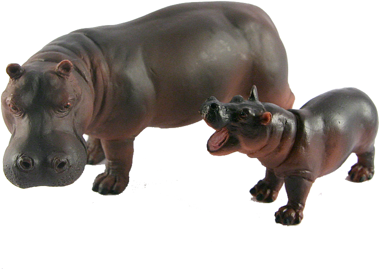 Wild Hippo Photos HQ Image Free Transparent PNG Image