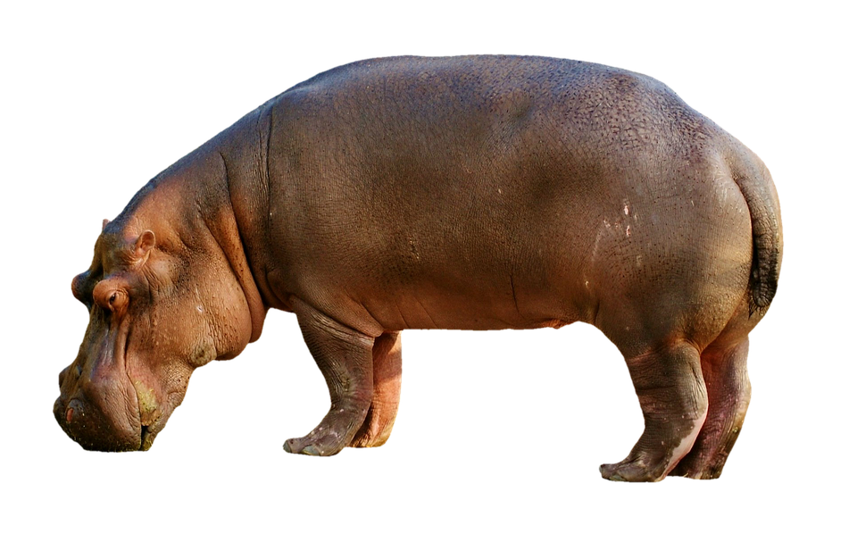 Wild Hippo Free Transparent Image HQ Transparent PNG Image