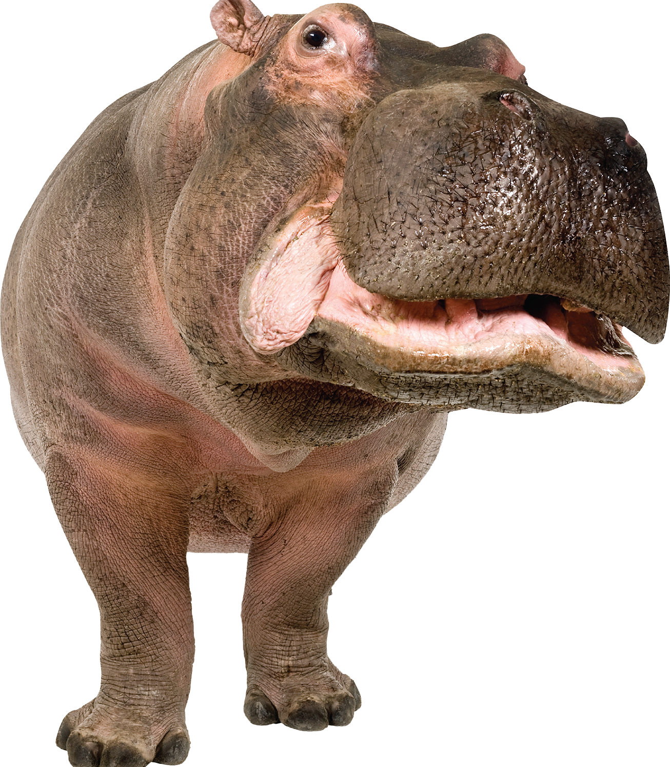 Wild Hippo PNG Download Free Transparent PNG Image