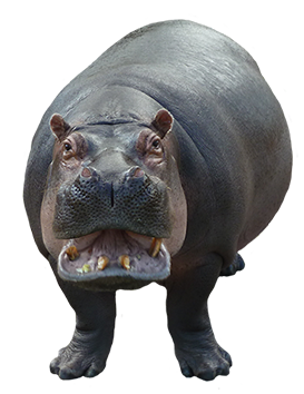 Hippopotamus Png Image Transparent PNG Image