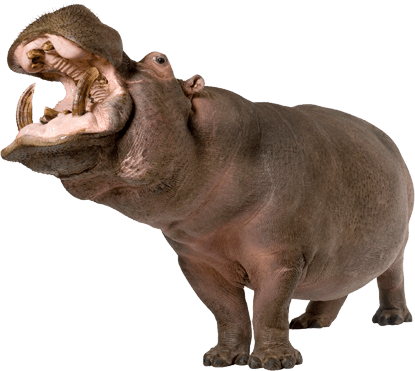 Hippopotamus Png Transparent PNG Image