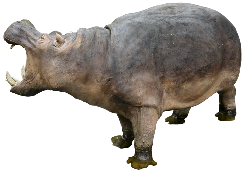 Hippopotamus Free Download Png Transparent PNG Image