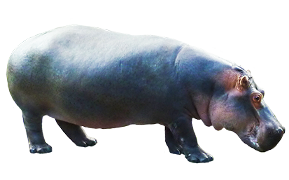 Hippopotamus Png Clipart Transparent PNG Image