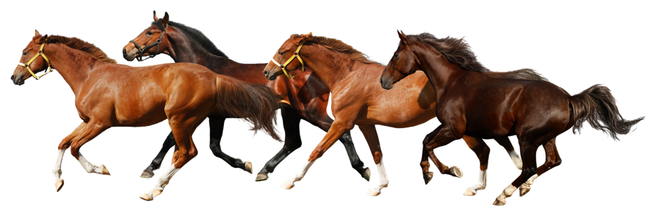 Horse Png 9 Transparent PNG Image