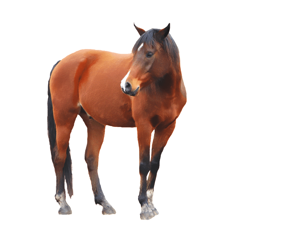 Horse Png Image Transparent PNG Image