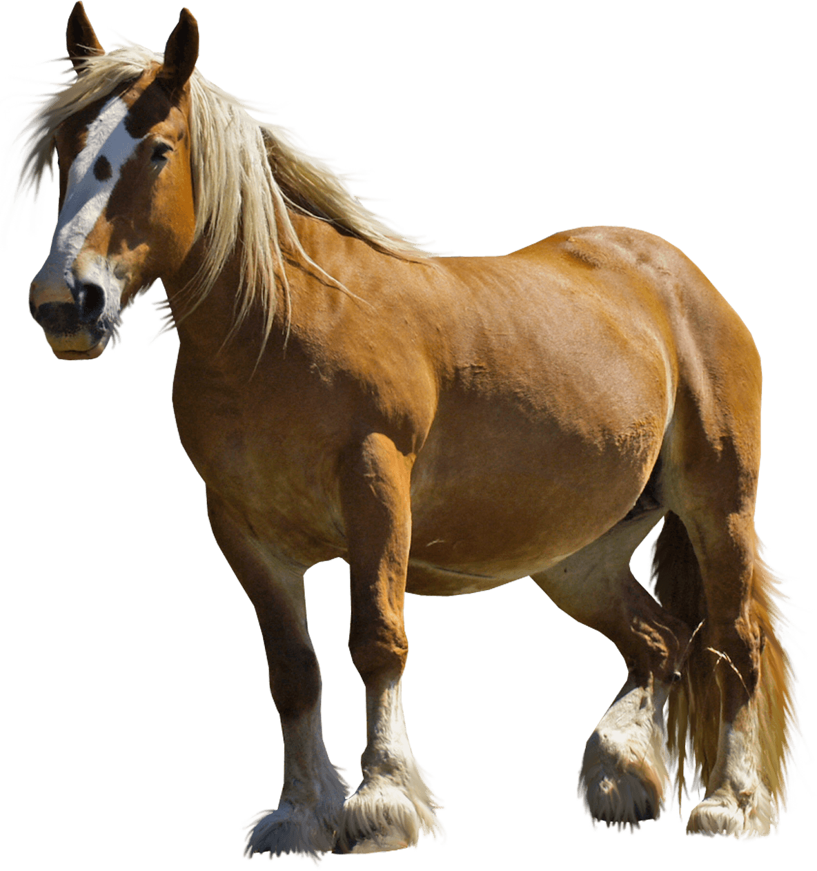 Horse Png Image Transparent PNG Image