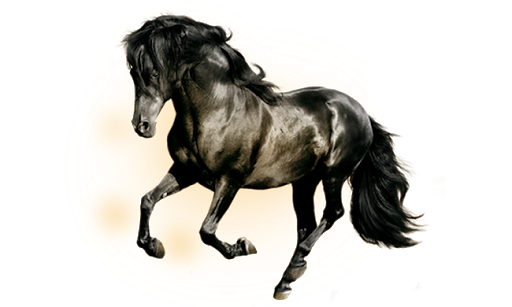 Horse Arabian Black PNG File HD Transparent PNG Image