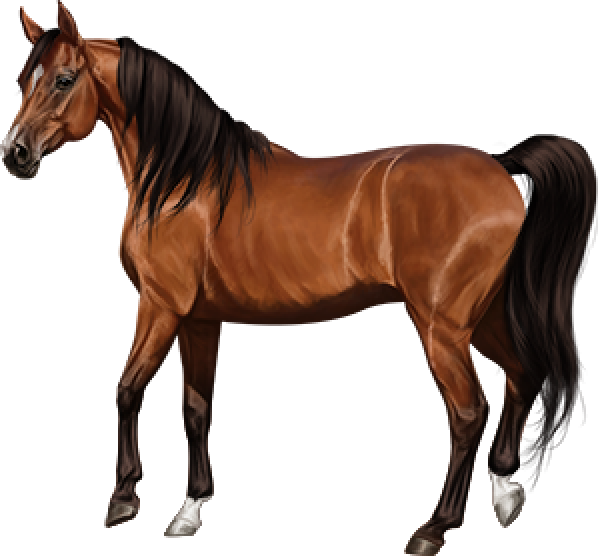 Brown Horse Arabian Download HQ Transparent PNG Image