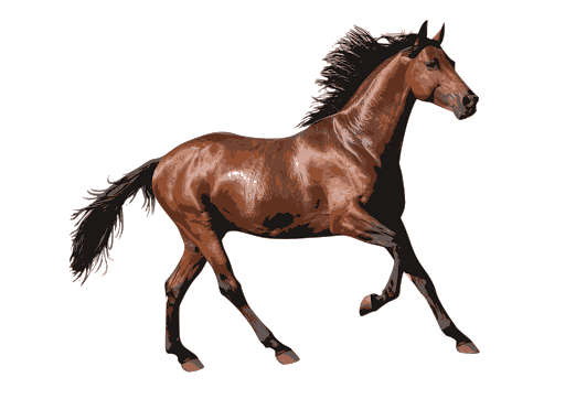 Brown Horse Arabian PNG Download Free Transparent PNG Image