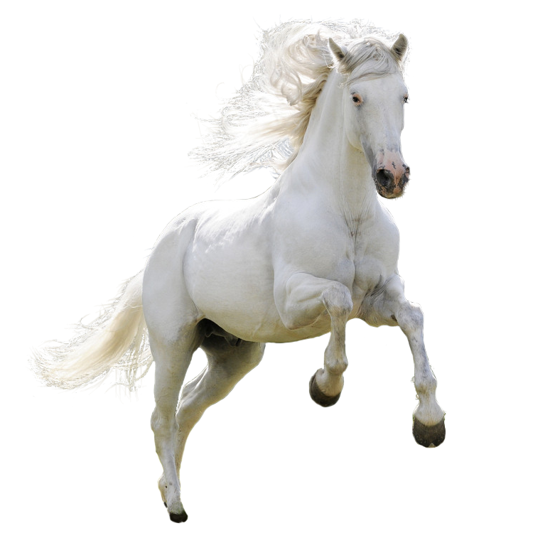 Farm Horse Arabian PNG Free Photo Transparent PNG Image