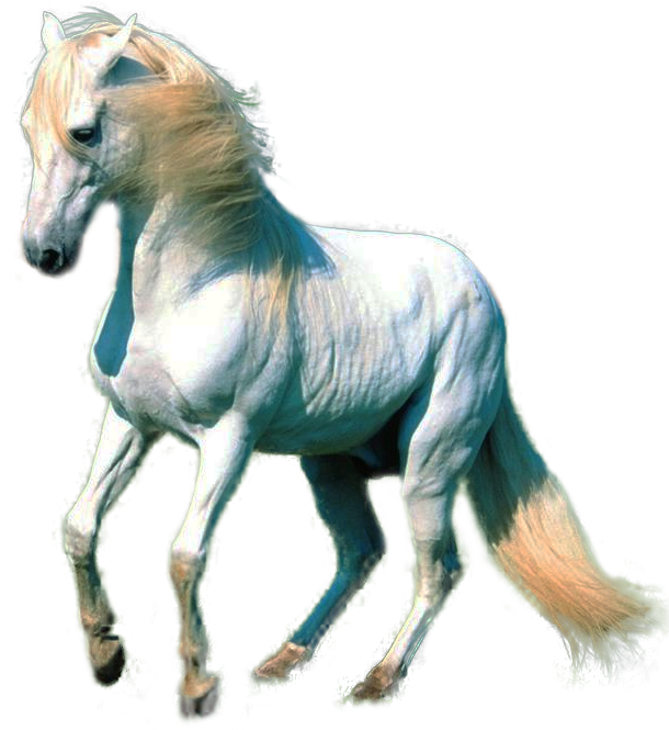 Farm Horse Arabian Free Transparent Image HQ Transparent PNG Image