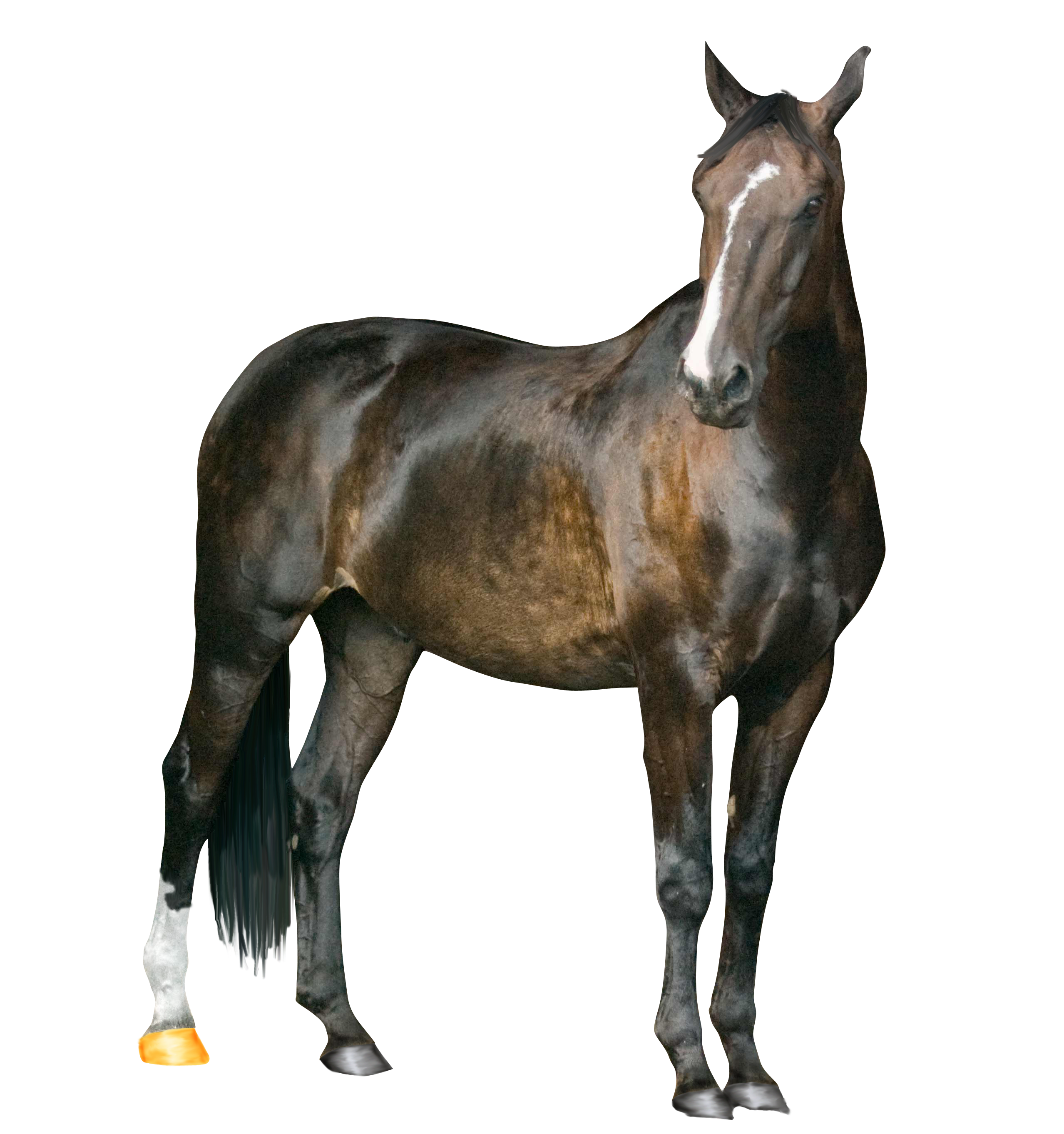 Farm Photos Horse Arabian Free Download PNG HQ Transparent PNG Image