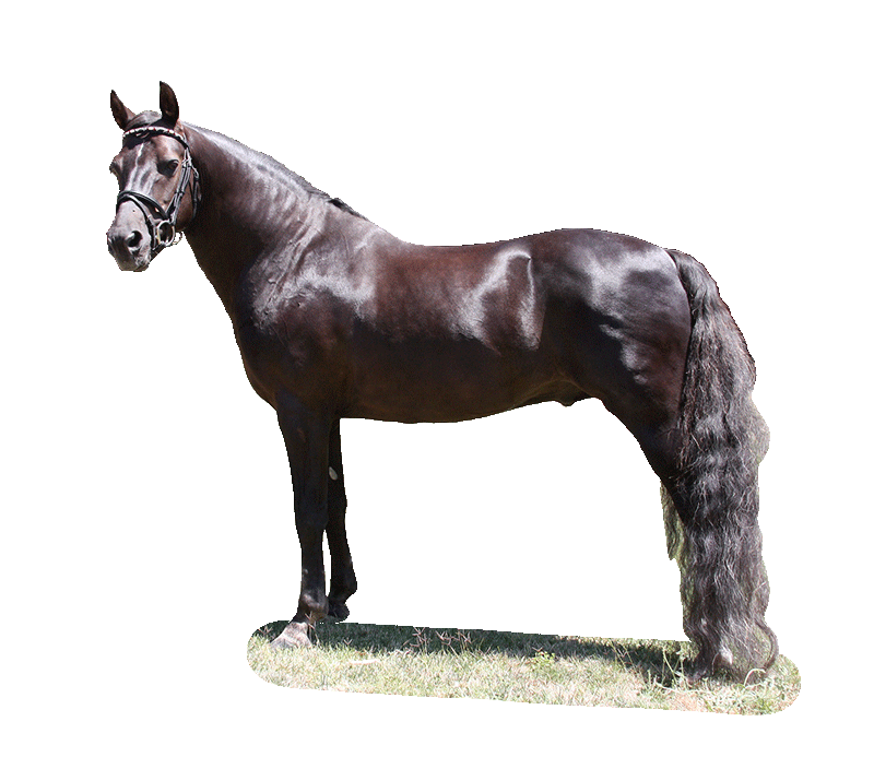 Farm Horse Morgan Free HQ Image Transparent PNG Image