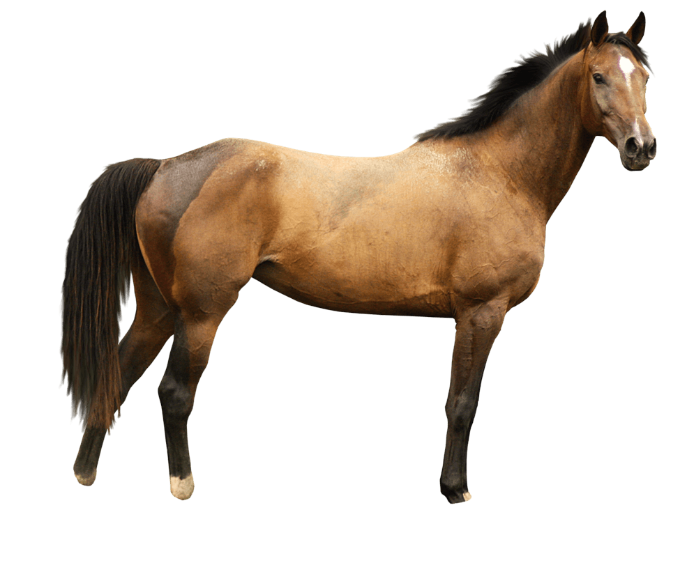 Horse Png Image Transparent PNG Image