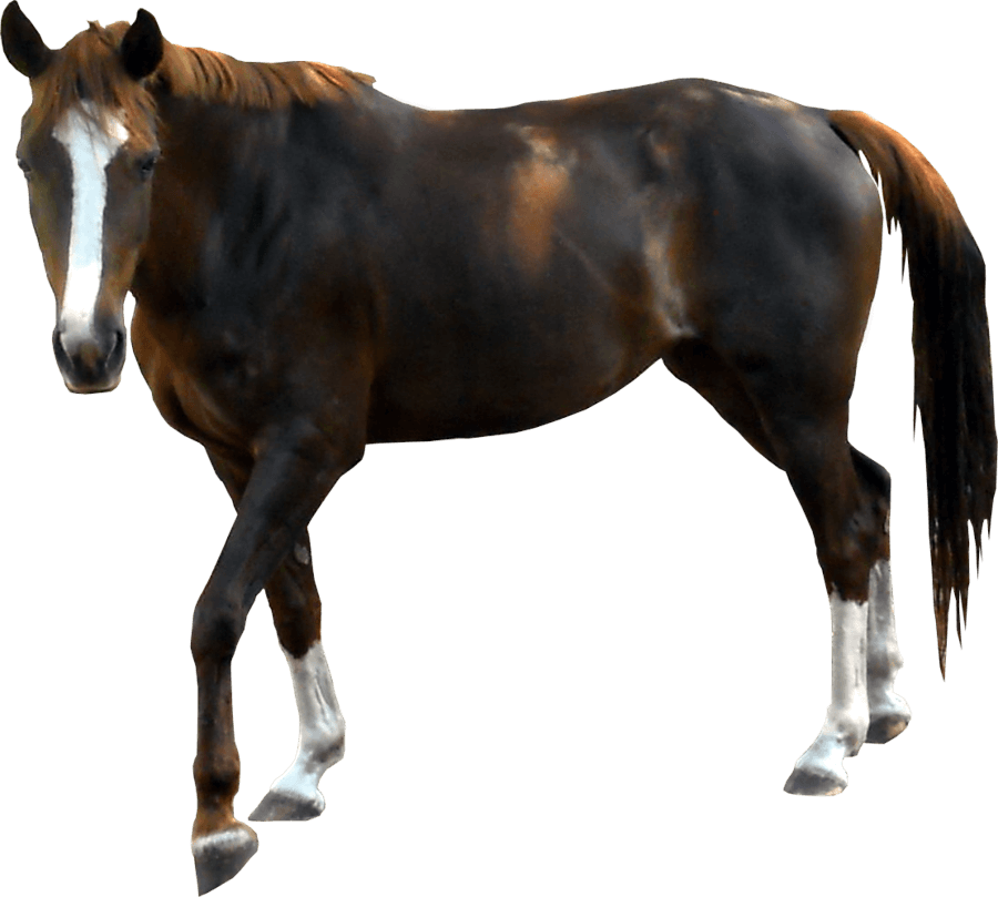 Horse Png Image Download Picture Transparent Background Transparent PNG Image