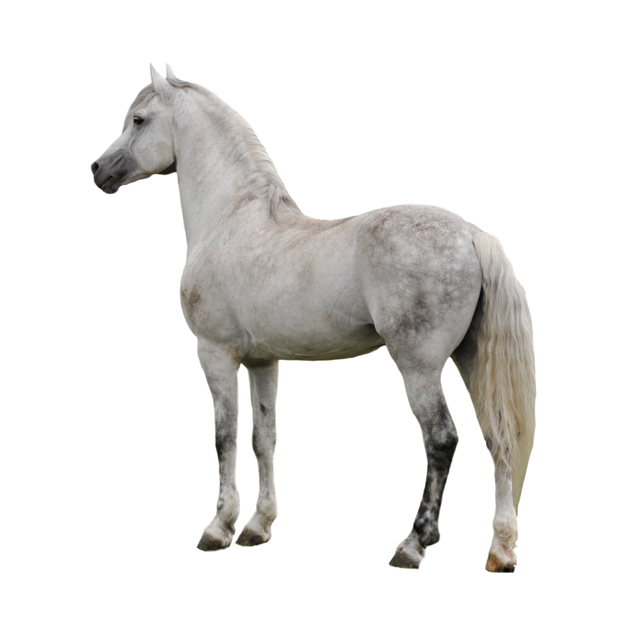 Horse Clipart Transparent PNG Image