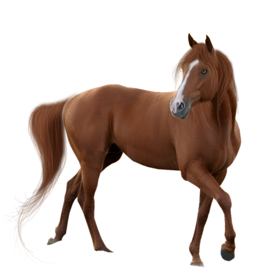 Horse Transparent Background Transparent PNG Image