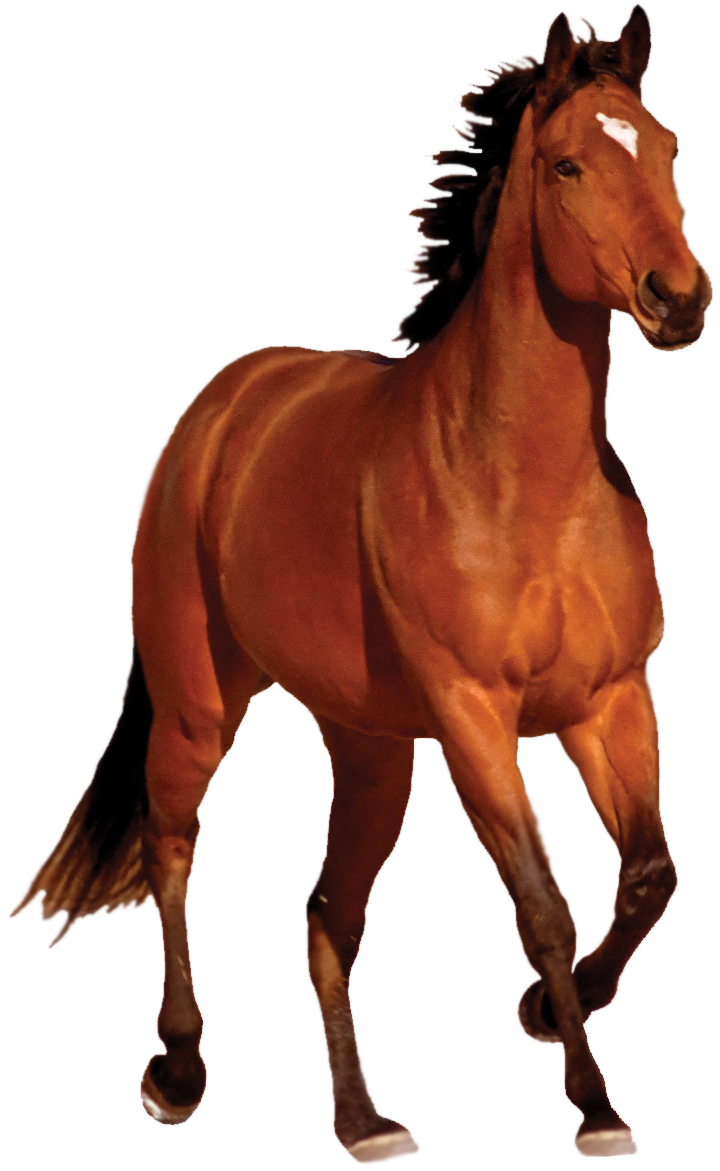 Horse Transparent Image Transparent PNG Image