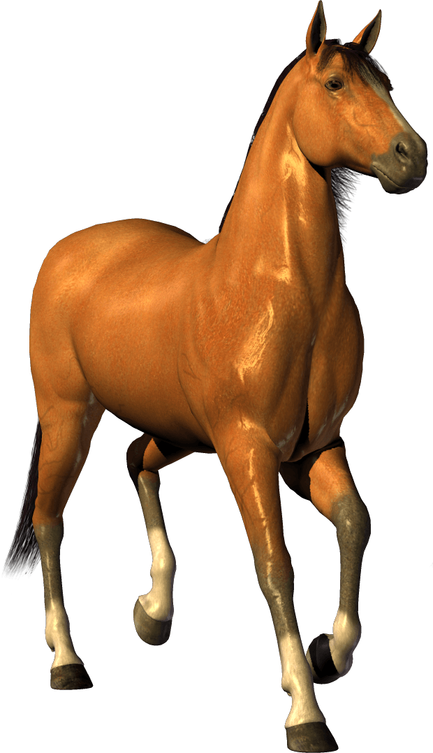 Horse Png Image Transparent PNG Image