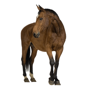 Horse Png Image Transparent PNG Image