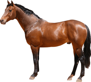 Horse Png Image Transparent PNG Image