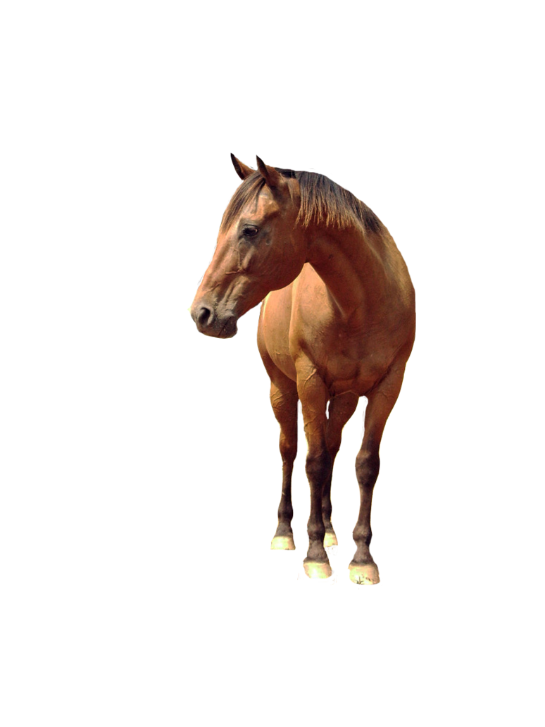 Horse Png 6 Transparent PNG Image