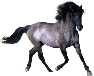 Horse Png Image Download Picture Transparent Background Transparent PNG Image