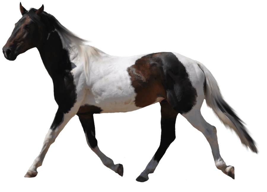 Horse Png Image Transparent PNG Image