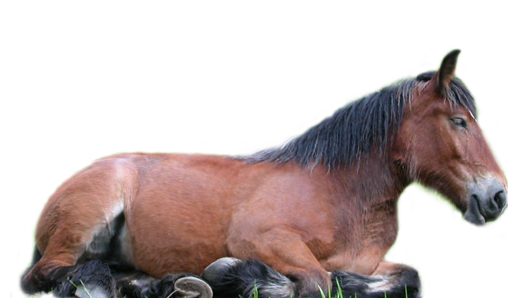 Horse Png 5 Transparent PNG Image