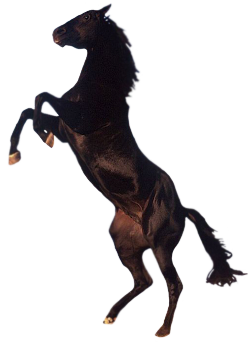 Horse Png 4 Transparent PNG Image