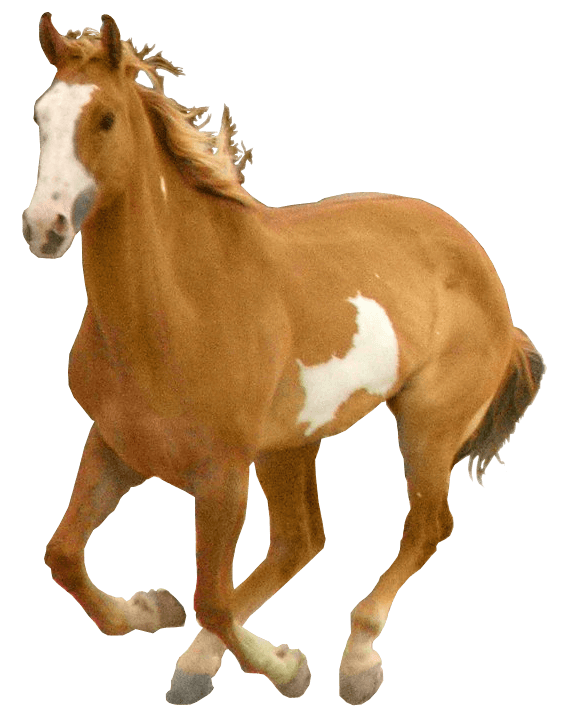 Horse Png Image Transparent PNG Image