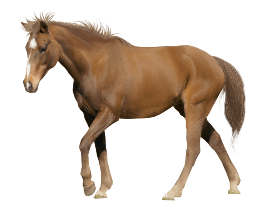 Horse Png Image Transparent PNG Image