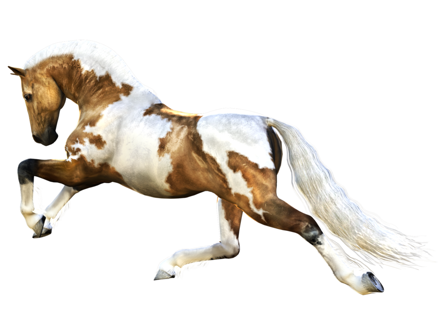 Horse Png 3 Transparent PNG Image