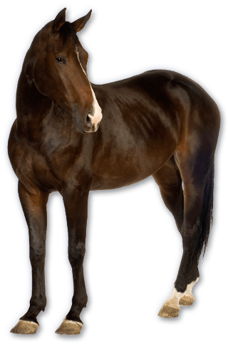 Horse Png Image Transparent PNG Image