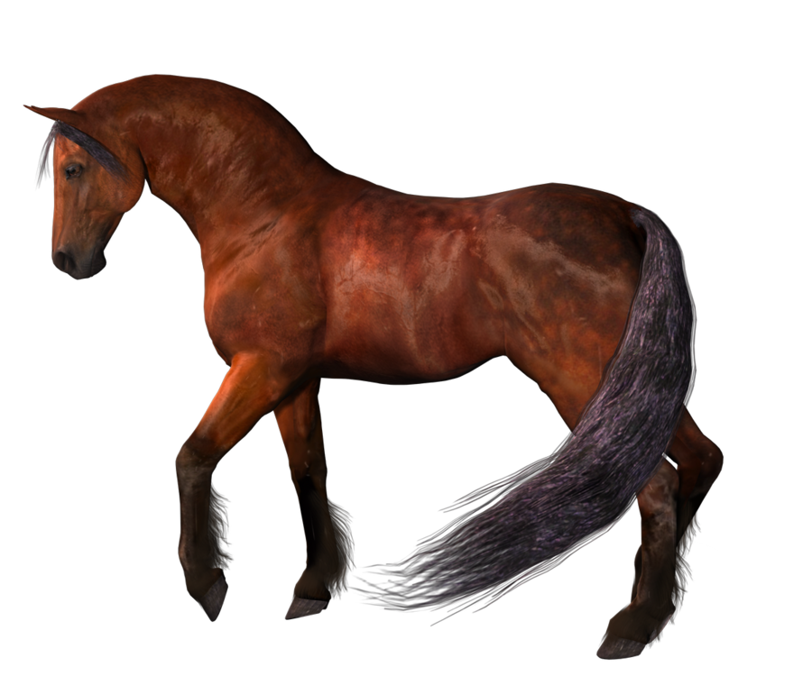 Horse Png 2 Transparent PNG Image