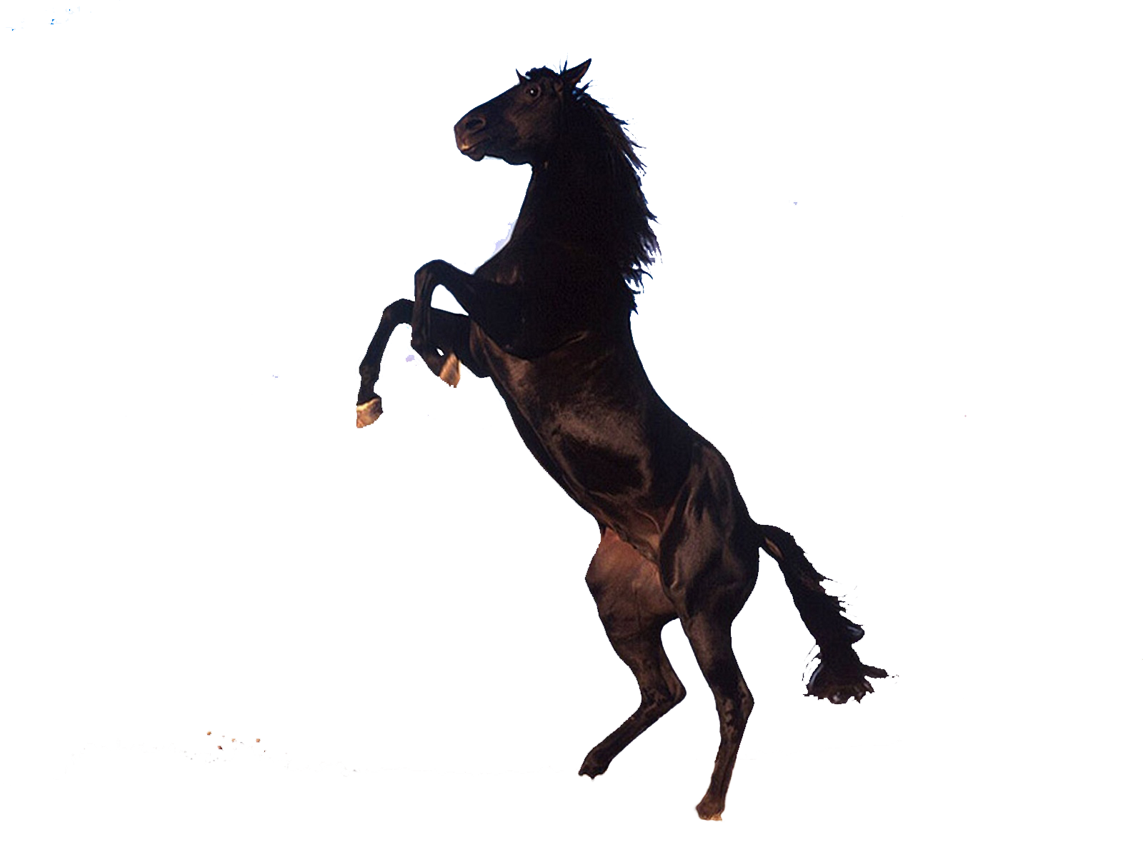 Horse Png Transparent PNG Image